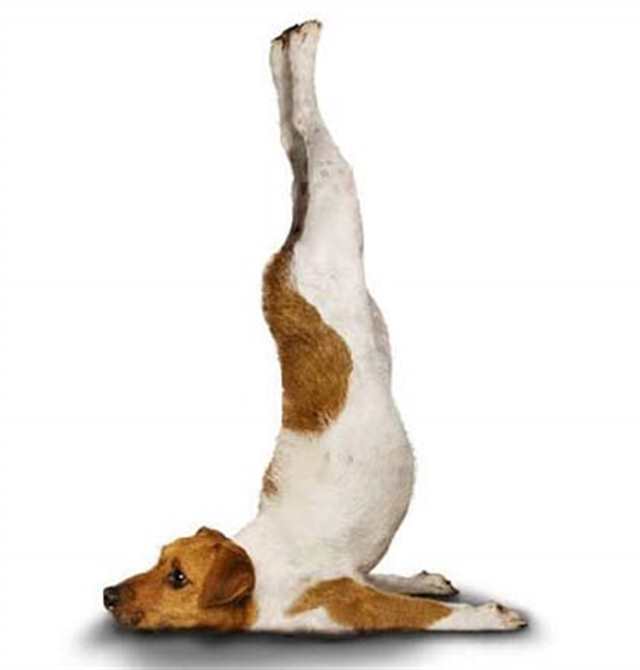 可爱的小狗搞笑的瑜伽姿势