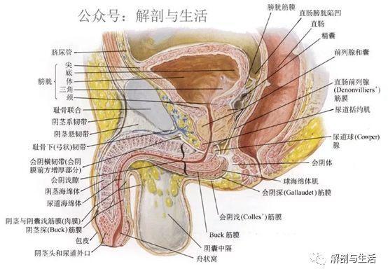 write as 膀胱_writeas前列腺恶趣味