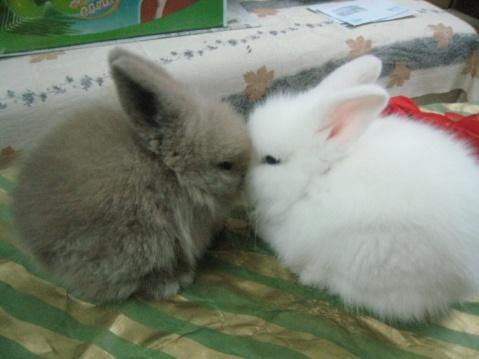 两只大兔子来回晃动的图片_扯掉衣服两只小兔子跳出来了