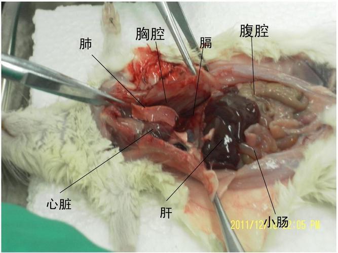 小白鼠消化系统解剖图_大鼠食管和气管解剖图