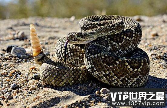 世界第一毒蛇是什么蛇 世界十大毒蛇排名
