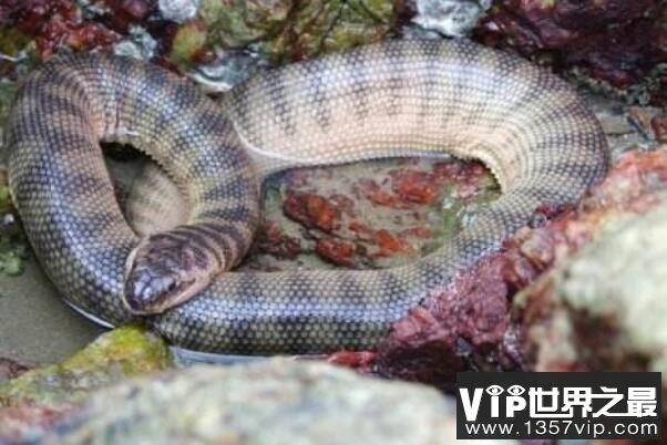毒性最强的十大海蛇，第二性情温和，青环海蛇居榜首(艾基特林)