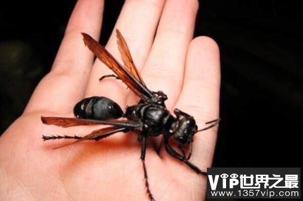 世界最可怕的十大昆虫，接吻虫引起心力衰竭，第八中国南方最常见