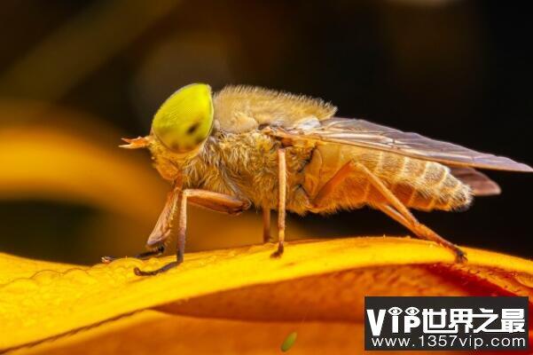 世界最可怕的十大昆虫，接吻虫引起心力衰竭，第八中国南方最常见