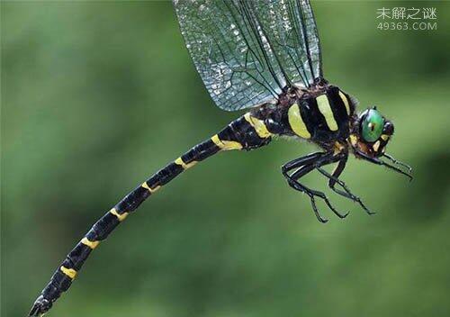 鬼蜻蜓有毒吗?鬼蜻蜓被称为遗落世上的火星异种