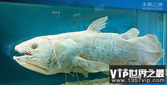 矛尾鱼 世界上最珍稀的鱼（震动动物学界）