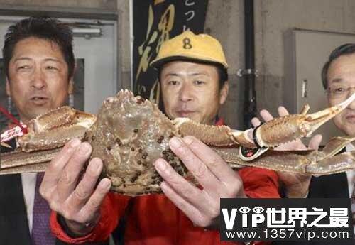 世界上最贵的螃蟹，日本松叶蟹拍出500万天价(32万)
