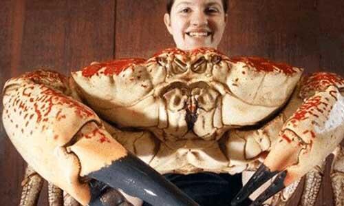 世界上最贵的螃蟹，日本松叶蟹拍出500万天价(32万)