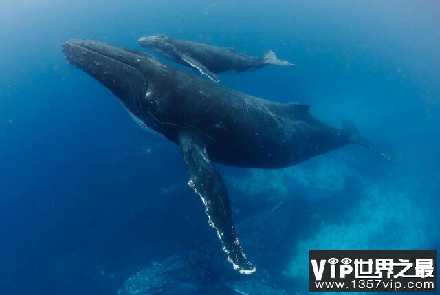 世界最厉害的十大鲸 第一名为蓝鲸，最重能达239吨