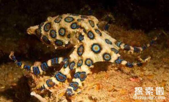 世界上最毒的章鱼：蓝环章鱼，被它咬伤必死无疑