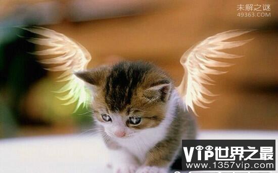 世上真的有天使猫吗？长着一对二十厘米左右的翅膀