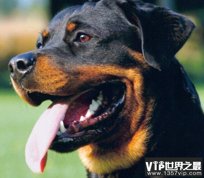 世界十大名犬 萨摩耶排名第一价格最贵