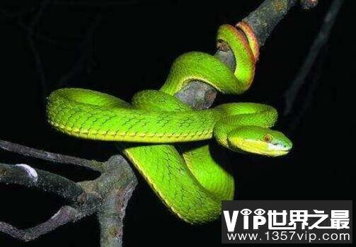 世界上最漂亮的五种蛇排名，全身翠绿的竹叶青蛇排第三