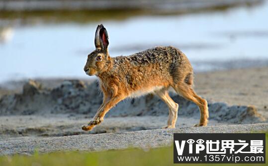 欧洲野兔的奔跑速度有多快，时速高达60公里的草原狠角色