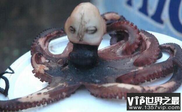 印尼章鱼人是真是假，人头章鱼哭声如婴儿