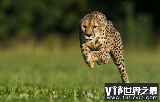 猎豹速度最快是多少，时速达115公里(2秒内加速65km)
