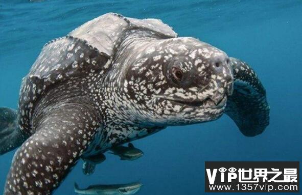 世界最大千年老龟棱皮龟，2.6米长的海中潜水健将