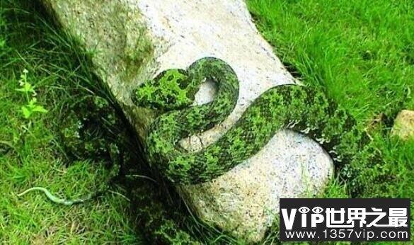 世界上年龄最大的蛇：绿茸线蛇，活了1687岁的蛇中寿星