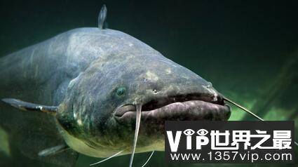 世界上最大的鲶鱼长2.46米，重226斤