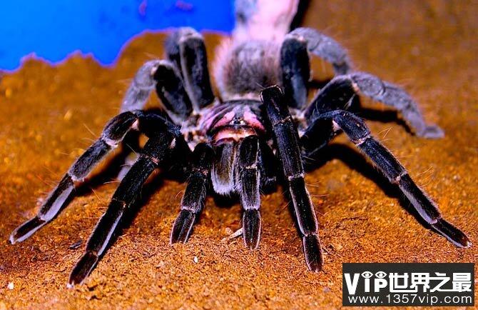 世界上最大的蜘蛛排名TOP10 巨型狼蛛腿长28厘米
