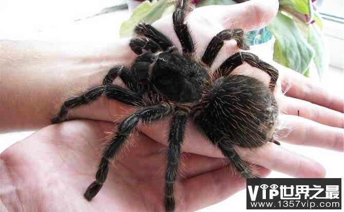 世界上最大的蜘蛛排名TOP10 巨型狼蛛腿长28厘米
