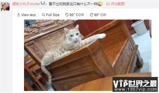 法国猫科新物种 中国网友：这不是我家大橘猫吗