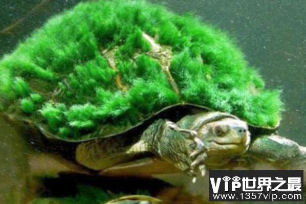 中国十大名贵乌龟 金钱龟上榜，第一被誉为“千年神龟”