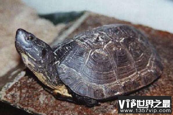 中国十大名贵乌龟 金钱龟上榜，第一被誉为“千年神龟”