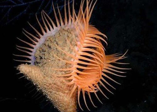奇特海洋物种：兼具植物和动物特征
