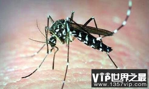 世界上最毒的蚊子——白纹伊蚊
