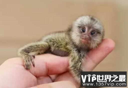 世界上最小的可爱动物