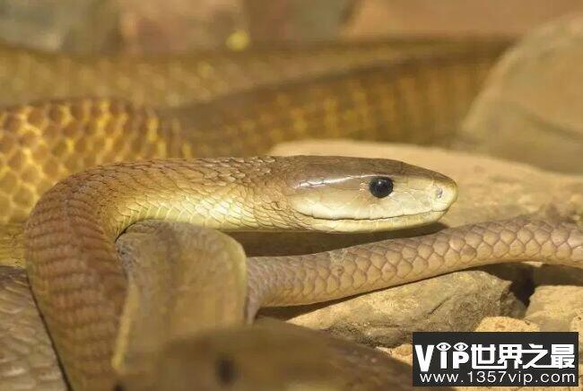 世界十大最长蛇排名 东方响尾蛇排名第一