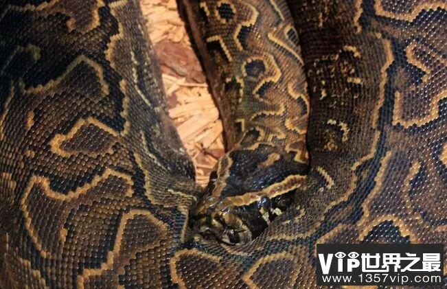 世界十大最长蛇排名 东方响尾蛇排名第一