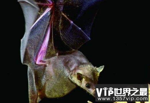 世界上最可怕的蝙蝠 世界上最可怕的十大蝙蝠排名