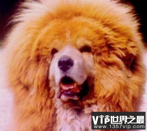 中国藏獒十大獒王排名 中国最有名的藏獒排行榜