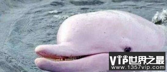 粉红瓶鼻海豚，身体粉红色世界上最美的海豚