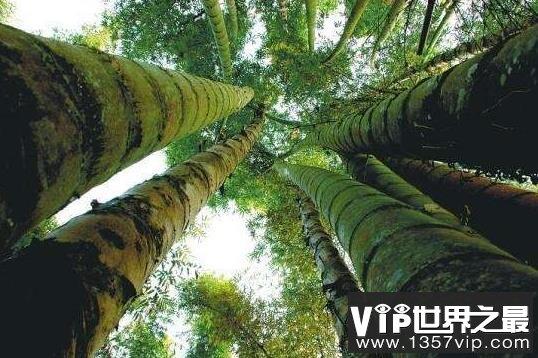 世界上最大的竹子，直径粗达36厘米