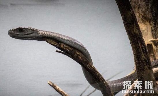 世界上速度最快的蛇：非洲黑曼巴，时速高达23公里(攻击速度0.3秒)