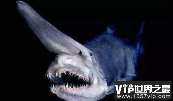 世界上最古老的鲨鱼：精灵鲨，200米深海下的隐形活化石