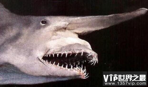 世界上最古老的鲨鱼：精灵鲨，200米深海下的隐形活化石
