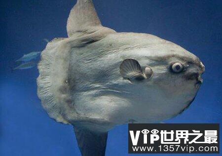 世界上十大怪鱼图片：长相吓人百年罕见