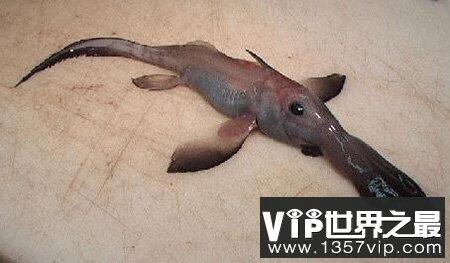 世界上十大怪鱼图片：长相吓人百年罕见