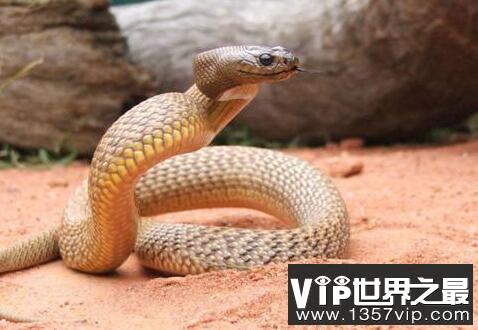 世界上最毒的蛇 世界十大毒蛇排行榜