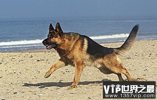 世界恶犬之德国牧羊犬，体型高大且外观威猛的犬种