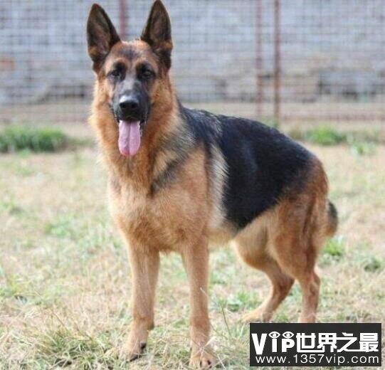 世界恶犬之德国牧羊犬，体型高大且外观威猛的犬种