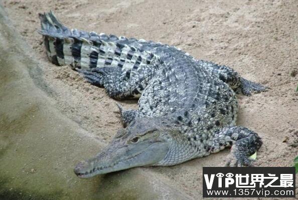 世界上最凶猛的鳄鱼十大排名 美洲鳄上榜，第二被称为“食人鳄”