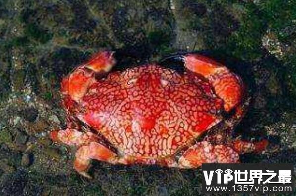 十大最危险的海洋生物 鸡心螺上榜，第五是世界上最毒的螃蟹