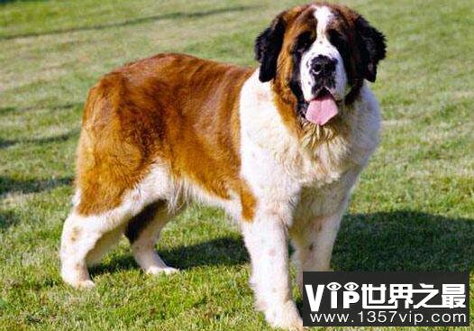 世界上最大的狗 世界上最大的十种狗排行榜