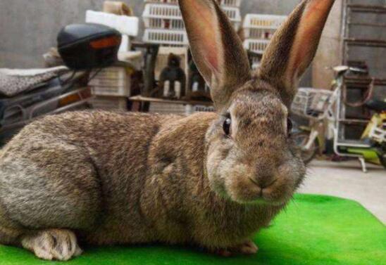 世界上最大的兔子：大流士兔子，体长1.22米且食量惊人