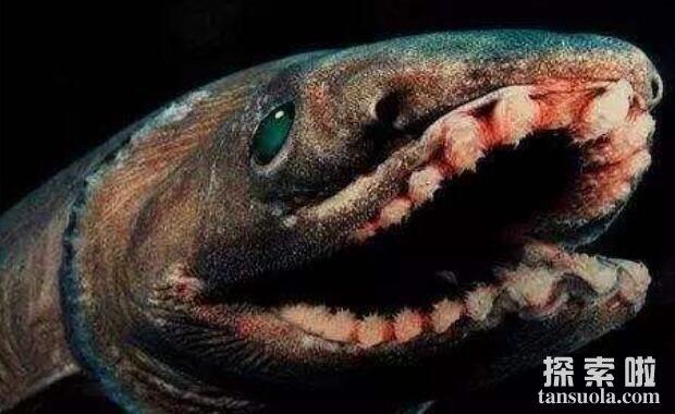 世界上最原始的鲨鱼：皱鳃鲨，鲨鱼中的活化石(3.8亿年)